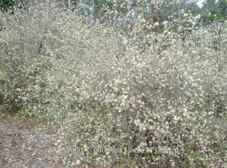 Lonicera fragrantissima