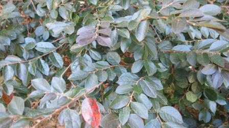 Loropetalum chinense