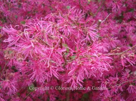 Loropetalum chinense var. rubrum 'Zhuzhou Fuchsia'