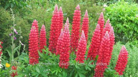 Lupinus hybrid