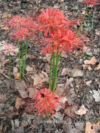 Lycoris radiata