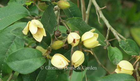 Magnolia figo 'Hagiwara Everblooming'