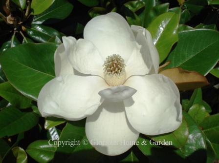 Magnolia grandiflora, the iconic magnolia of the South with large, fragrant white flowers.
