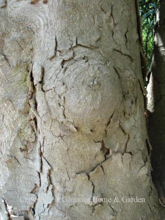 Magnolia grandiflora bark