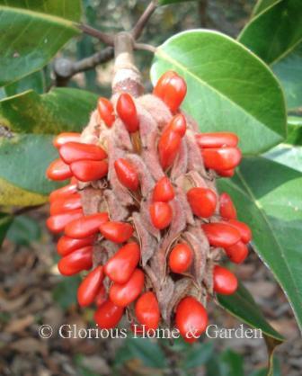 Autumn Berries: Magnolia grandiflora seedpod shows bright red seeds in autumn.