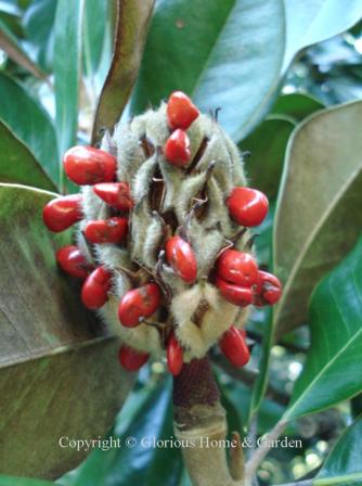 Magnolia grandiflora