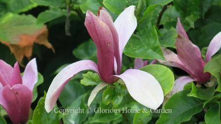 Magnolia liliiflora 'Nigra,' or the black lily magnolia, has lovely blooms that open wide like a lily and are dark purple on the outside and paler on the inside.