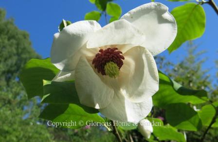 Magnolia sieboldii 'Colossus' has large white flowers with prominent purple stamens.