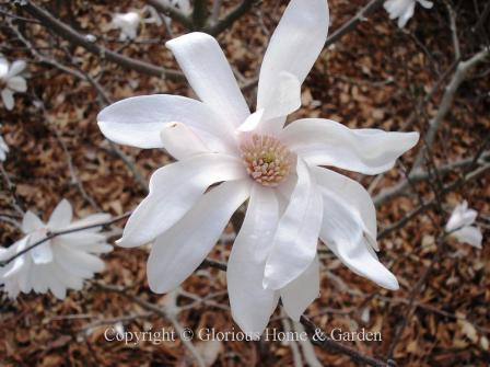 Magnolia stellata 'Star Dust' is a charming early spring bloomer opening pure white with ribbon-like petals that flutter in the breeze.