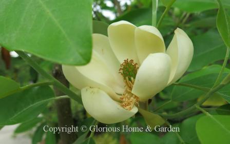 Magnolia virginiana 'Moonglow'