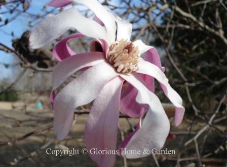 Magnolia x loebneri 'Leonard Messel' is a deciduous magnolia with purple buds that open to strappy petals purple on the outside and white on the inside.
