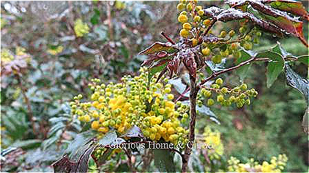 Mahonia aquifolium