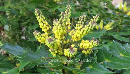 Mahonia bealei