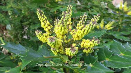 Mahonia bealei