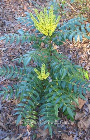 Mahonia x media 'Marvel'