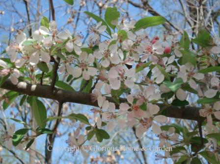 Malus angustifolia