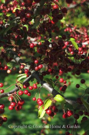 Malus 'Donald Wyman'