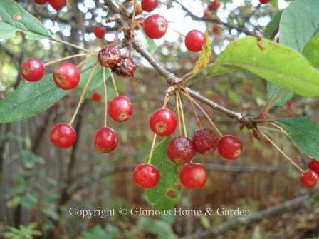 Malus sargentii