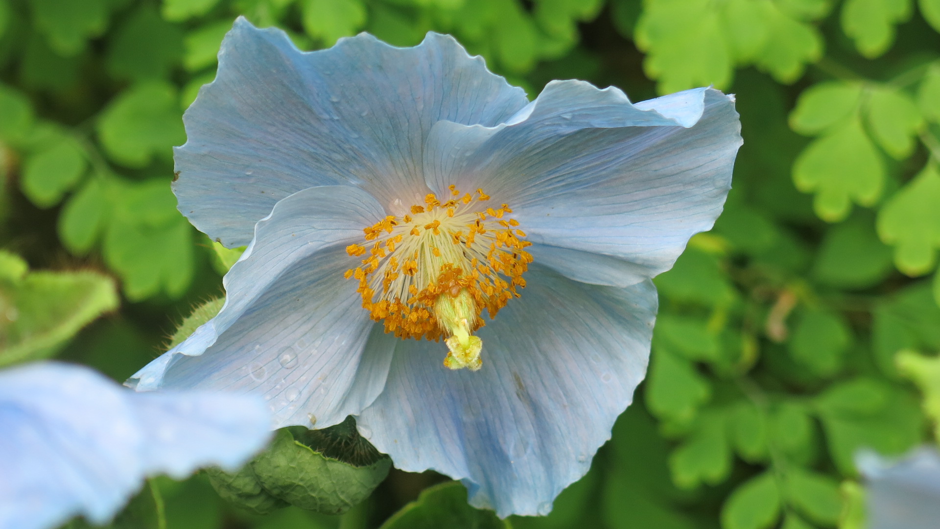 Meconopsis betonicifolia