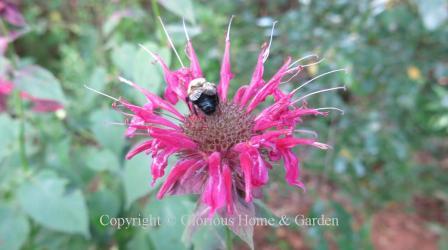 Monarda didyma 'Raspberry Wine'