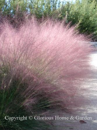 Muhlenbergia capillaris, commonly called pink muhly grass is neat and quiet all summer, then creates quite a show when it blooms in the fall. The airy sprays of pink flowers on wiry stems are stunning and long lasting.