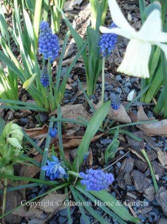 Muscari armeniacum