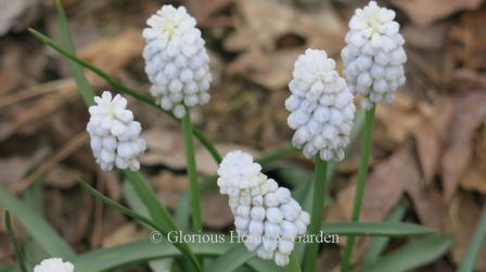 Muscari armeniacum 'Siberian Tiger'