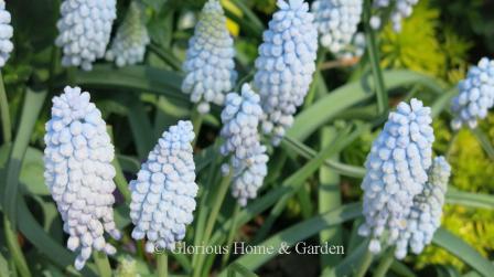 Muscari armeniacum 'Valerie Finnis'