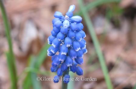 Muscari aucheri 'Dark Eyes' dark blue with white edge