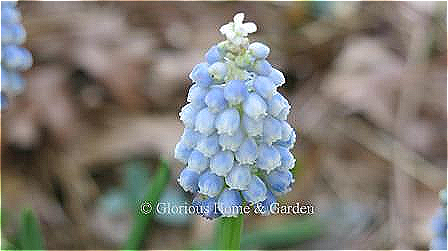 Muscari aucheri 'Ocean Magic' has a three-tone effect with dark blue changing to paler blue and finally capped with white