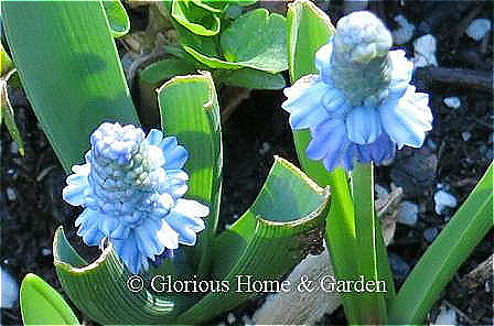 Muscari azureum, azure grape hyacinth, has pale blue flowers.