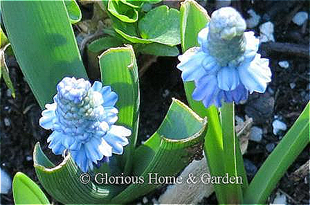 Muscari azureum, azure grape hyacinth, has pale blue flowers that open wider than most other grape hyacinths