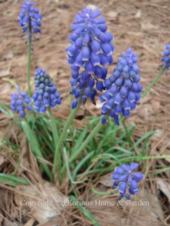 Muscari botryoides: These grape hyacinths are little charmers of pure blue with tight grape-like clusters of buds that open from the bottom.