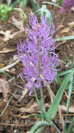 Muscari comosum 'Plumosum' is a very different form of grape hyacinth with  airy plumes of reddish-violet.