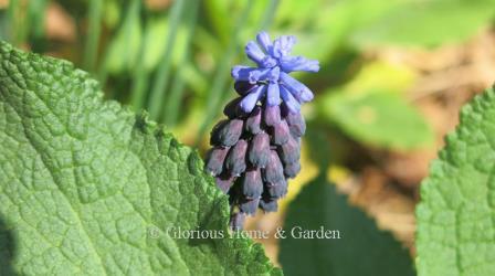 Muscari latifolium has two-tone blooms with darker violet-blue below and lighter blue above