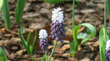 Muscari latifolium 'Grape Ice' has a two-tone effect with purple at the bottom and a white cap at the top.
