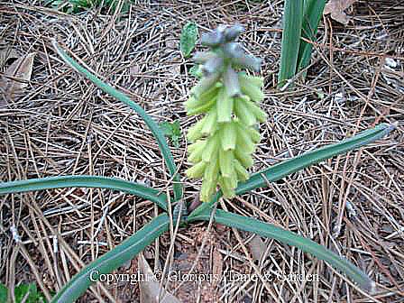 Muscari macrocarpum 'Golden Fragrance'