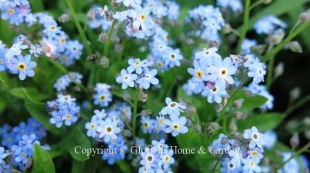 Myosotis sylvatica