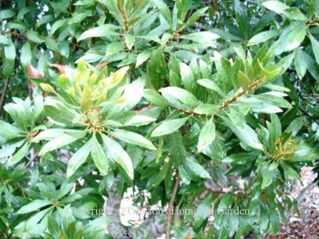 Morella cerifera