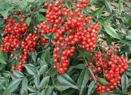 Nandina domestica