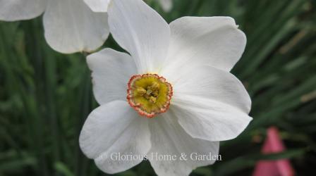 Narcissus 'Actaea' is an example of the Division 9 Poeticus class with white perianth and small yellow cup edged in red-orange.