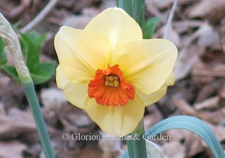 'Altruist' is an example of the Division 3 Small-Cupped class.  It features a soft orange perianth and red-orange cup.