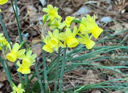 Narcissus 'Angel's Whisper' is an example of a Division 5 Triandrus daffodil. It has a relexed perianth and small lemon yellow flowers with a bell-shaped cup.  Multiple flowers per stem.