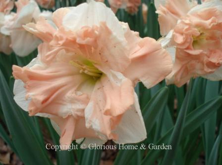 Narcissus 'Apricot Whirl' is a Division 11 split corona daffodil with white perianth and segmented apricot cup.