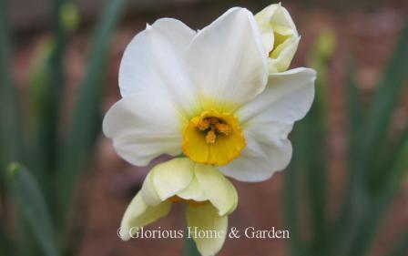 Narcissus 'Aspasia,' is a historic tazetta type from 1908, with white perianth and golden cup slightly darker at rim.