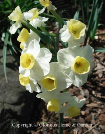 Narcissus 'Avalanche' is an example of the Division 8 Tazetta class.
