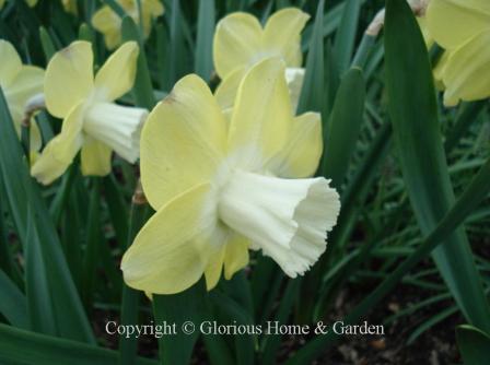 Narcissus 'Avalon' is an example of the Division 2 Large-Cupped class, featuring a white cup with contrasting soft yellow petals.