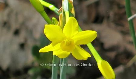 Narcissus 'Baby Moon' is a pure yellow miniature daffodil of about 4-8" h. from the Jonquilla Division.