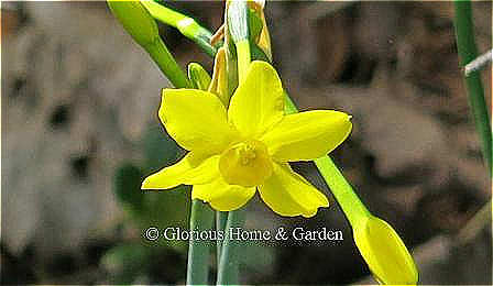 Narcissus 'Baby Moon' is a pure yellow miniature daffodil of about 4-8" h. from the Jonquilla Division.