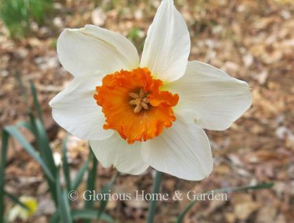 Narcissus 'Barrett Browning' is an example of the Division 3 Small-Cupped class with white petals and orange cup.